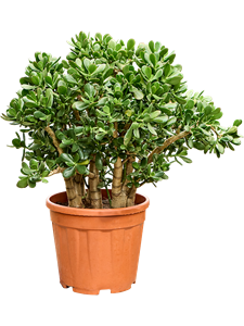 Крассула овата (толстянка овальная) куст 30/75 (Nieuwkoop Europe) 41326