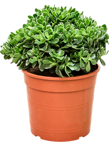 Крассула овата (толстянка овальная) "Hulk" 30/50 (Nieuwkoop Europe) 41331