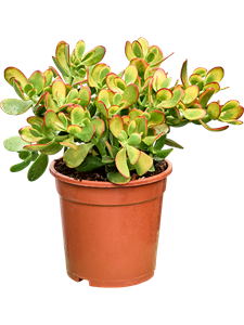 Крассула овата (толстянка овальная) "Sunset" 21/40 (Nieuwkoop Europe) 41334