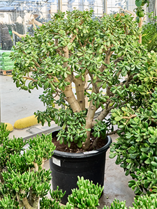 Крассула овата (толстянка овальная) "Sunset" 60/160 (Nieuwkoop Europe) 41336