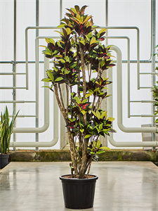 Кодиеум пестрый (кротон) "Mrs. Iceton" 45/225 (Nieuwkoop Europe) 41342