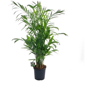 Хамедорея Зейфридца 27/150 41361