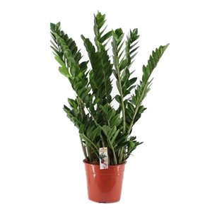 Замиакулькас замиелист. 27/120 (GL) 41362