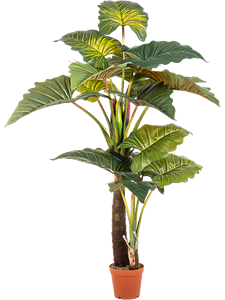 Колоказия гигант (искусственный) Nieuwkoop Europe 41429