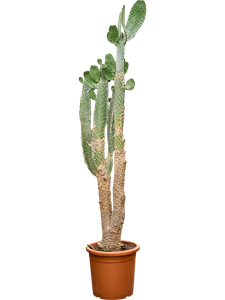 Опунция Консолея (Nieuwkoop Europe) 41467