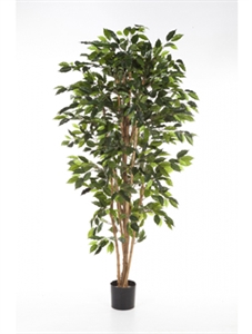 Фикус Нитида (искусственный) Nieuwkoop Europe, 41502 41502