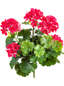 Герань куст фиолетовый (uv) (искусственный) Nieuwkoop Europe, 41511 41511