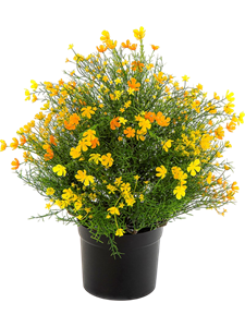 Гипсофила куст жёлтый (uv) (искусственный) Nieuwkoop Europe, 41527 41527