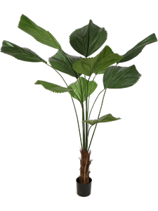 Ликуала большая (искусственная) Nieuwkoop Europe 41553