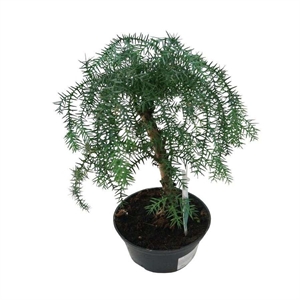 Бонсай араукария 25/50 (GL) 41563