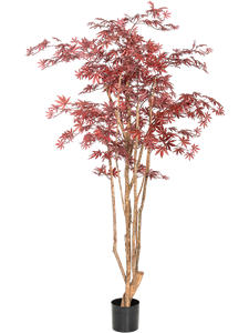 Клён красный натуральный 180 (искусственный) Nieuwkoop Europe 41636