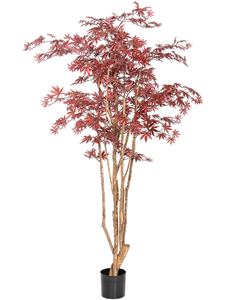 Клён красный натуральный 240 (искусственный) Nieuwkoop Europe 41637