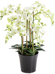Фаленопсис кремовый (искусственный) Nieuwkoop Europe 41682