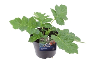 Акантус мягкий 30/17 (Nieuwkoop Europe) 41691