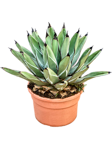 Агава фердинанди "Regis" 45/26 (Nieuwkoop Europe) 41696