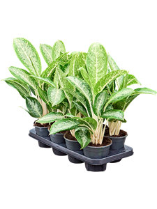 Аглаонема "Anouk" 40/14 (Nieuwkoop Europe) 41698