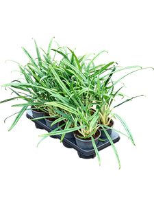 Аглаонема "Bitkiss" 40/14 (Nieuwkoop Europe) 41699