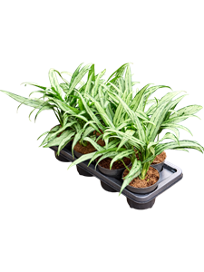 Аглаонема "Cutlass" 45/14 (Nieuwkoop Europe) 41700