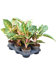 Аглаонема "Dreamcatcher" 35/12 (Nieuwkoop Europe) 41701