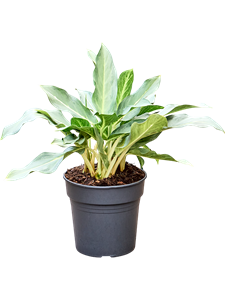 Аглаонема "Ghost" 50/24 (Nieuwkoop Europe) 41702