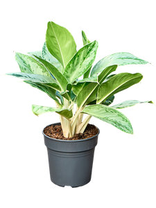 Аглаонема "Horizon" 50/19 (Nieuwkoop Europe) 41704