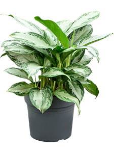 Аглаонема "Silver Bay" 60/34 (Nieuwkoop Europe) 41709