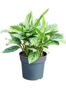 Аглаонема "Stripes" 60/34 (Nieuwkoop Europe) 41710