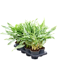 Аглаонема "White Lance" 40/14 (Nieuwkoop Europe) 41711