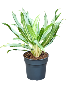 Аглаонема "White Lance" 45/19 (Nieuwkoop Europe) 41712