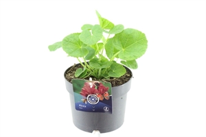 Штокрооза красная 30/17 (Nieuwkoop Europe) 41715