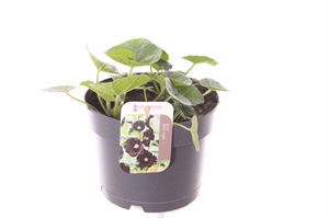 Штокрооза "Nigra" 25/17 (Nieuwkoop Europe) 41718