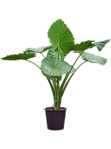 Алоказия макрориза (крупнокорневищная) 260/55 (Nieuwkoop Europe) 41723