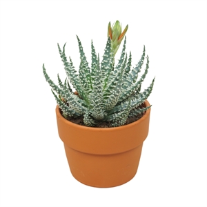 Алоэ приземистое (алоэ хумилис) 26/10 (Nieuwkoop Europe) 41729