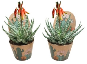 Алоэ приземистое 22/8 (Nieuwkoop Europe) 41730