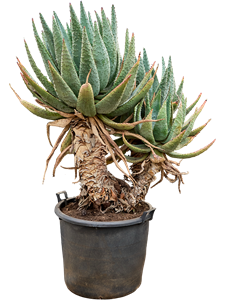 Алоэ Марлота 170/70 (Nieuwkoop Europe) 41731