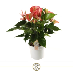 Антуриум "Livium Red" 55/17 (Nieuwkoop Europe) 41737