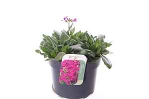 Арабис реснитчатый 25/17 (Nieuwkoop Europe) 41739