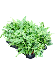 Арахниодес Аристата "Variegata" 35/12 (Nieuwkoop Europe) 41741