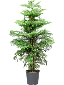 Араукария разнолистная (гетерофилла) 160/30 (Nieuwkoop Europe) 41742