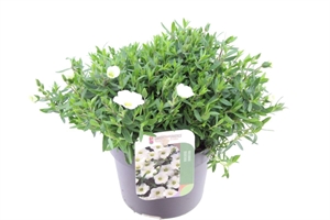 Песчанка горная 20/13 (Nieuwkoop Europe) 41748