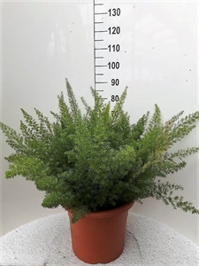 Аспарагус денсифлорус (спаржа густоцветковая) "Myers" 90/40 (Nieuwkoop Europe) 41756