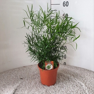 Аспарагус серповидный (спаржа) 50/17 (Nieuwkoop Europe) 41759