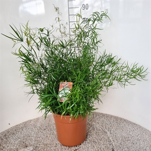 Аспарагус серповидный (спаржа) 75/27 (Nieuwkoop Europe) 41760