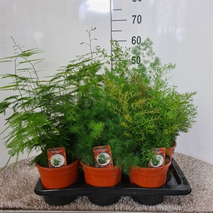 Аспарагус (спаржа) 45/17 (Nieuwkoop Europe) 41761