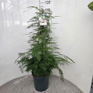 Аспарагус перистый (спаржа щетинковидная) 110/27 (Nieuwkoop Europe) 41763