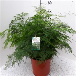 Аспарагус перистый (спаржа щетинковидная) 70/27 (Nieuwkoop Europe) 41764