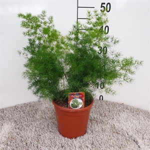 Аспарагус зонтичный 55/17 (Nieuwkoop Europe) 41766