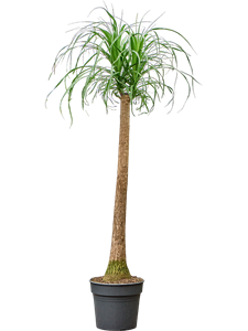 Нолина рекурвата (бокарнея отогнутая) 170/34 (Nieuwkoop Europe) 41779