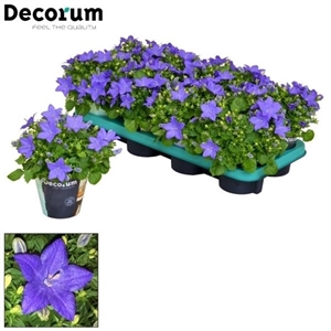 Колокольчик равнолистный "Napoli" 20/11 (Nieuwkoop Europe) 41804