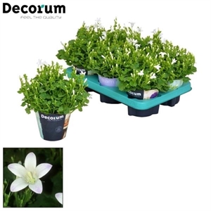 Колокольчик Портеншлага 17/11 (Nieuwkoop Europe) 41805